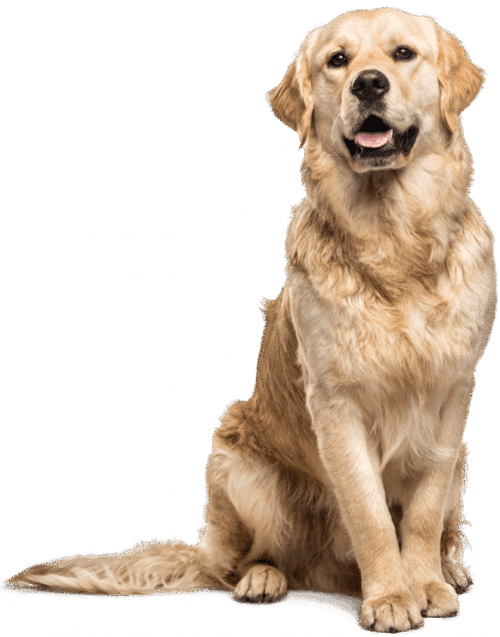 Golden retriever sitting facing forward, mouth slightly open, on a plain tan background.