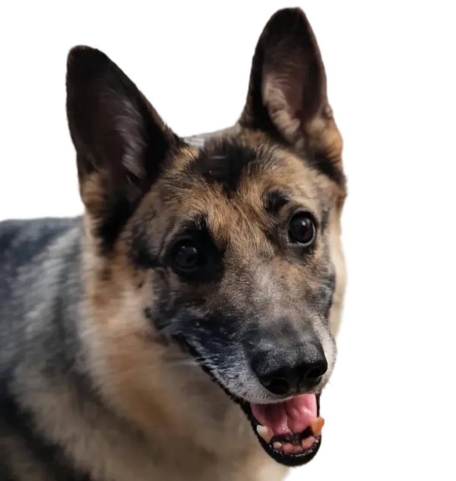 Close-up of a German shepherd-type dog's head and shoulders, ears upright, mouth open with tongue showing against a black background.